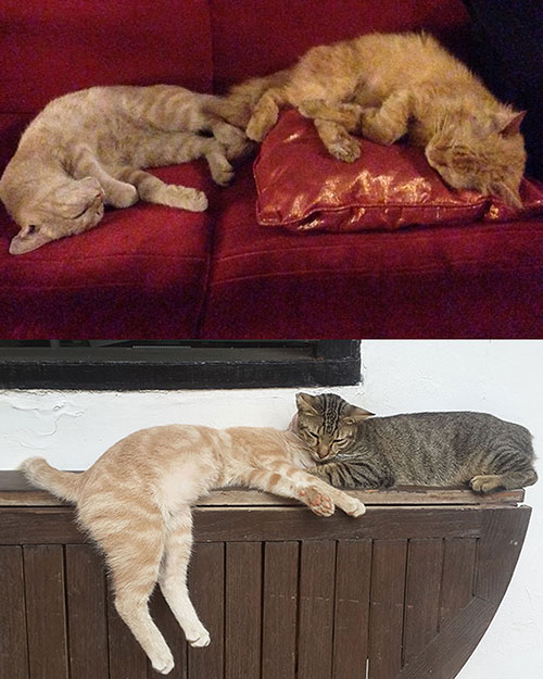 Nah, selama saya berminggu-minggu di Bali sibuk membereskan biografi SID, saya mesti rela meninggalkan 3 kucing saya yang lucuk: KitKat, Clover, dan Mika. Kadang saya menitikkan air mata saat kangen dengan mereka (tsah...).